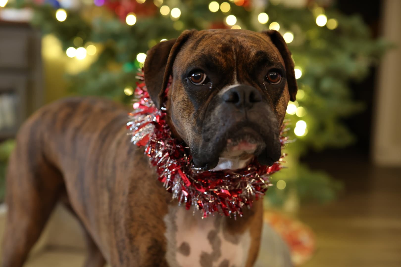 Brindle Boxer dog wearing a festive red tinsel garland before a blurred Christmas tree.