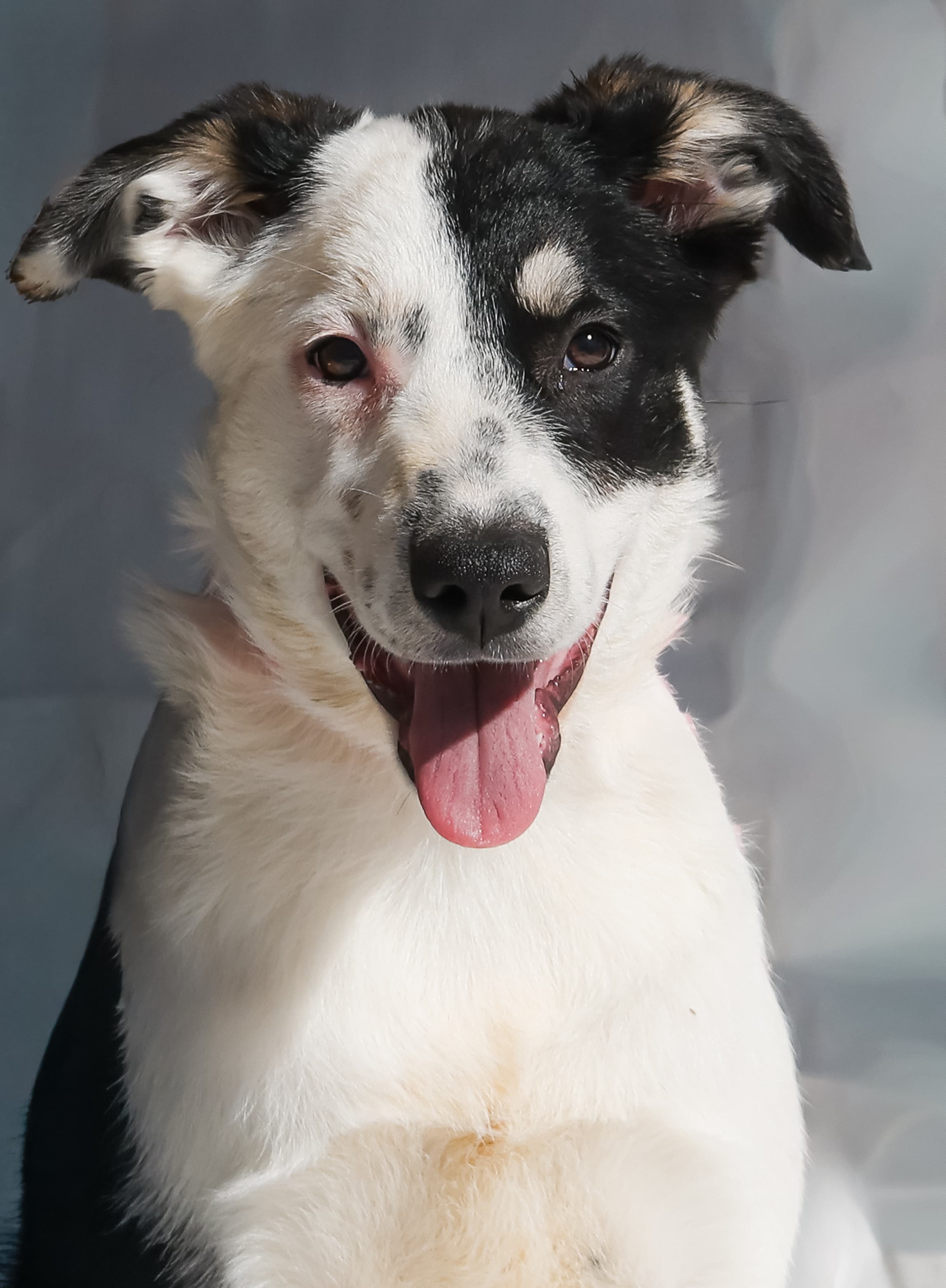 Happy black and white dog with a large eye patch and tongue out, studio portrait.