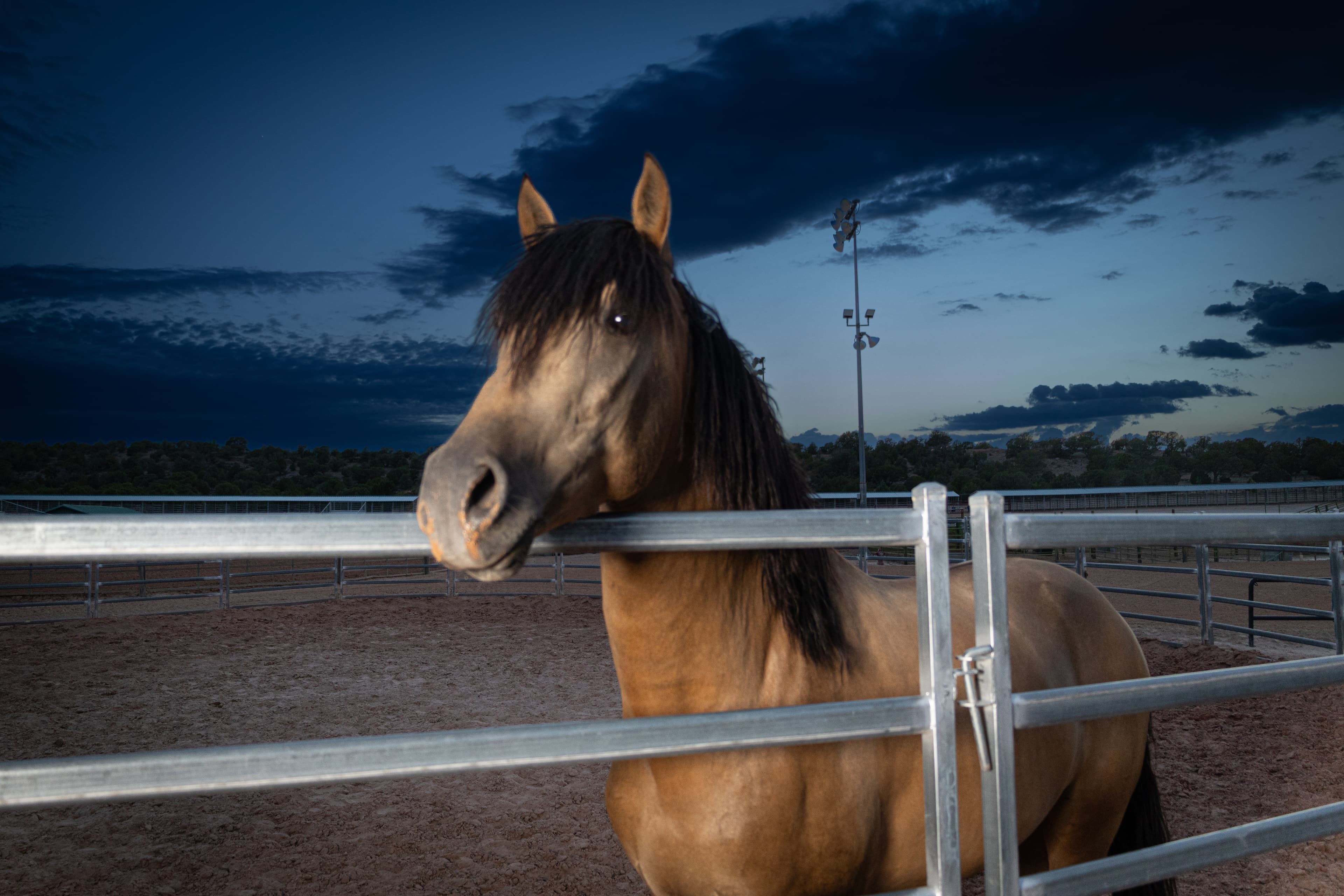 Brown horse with a black mane rests its head on a metal fence at dusk.