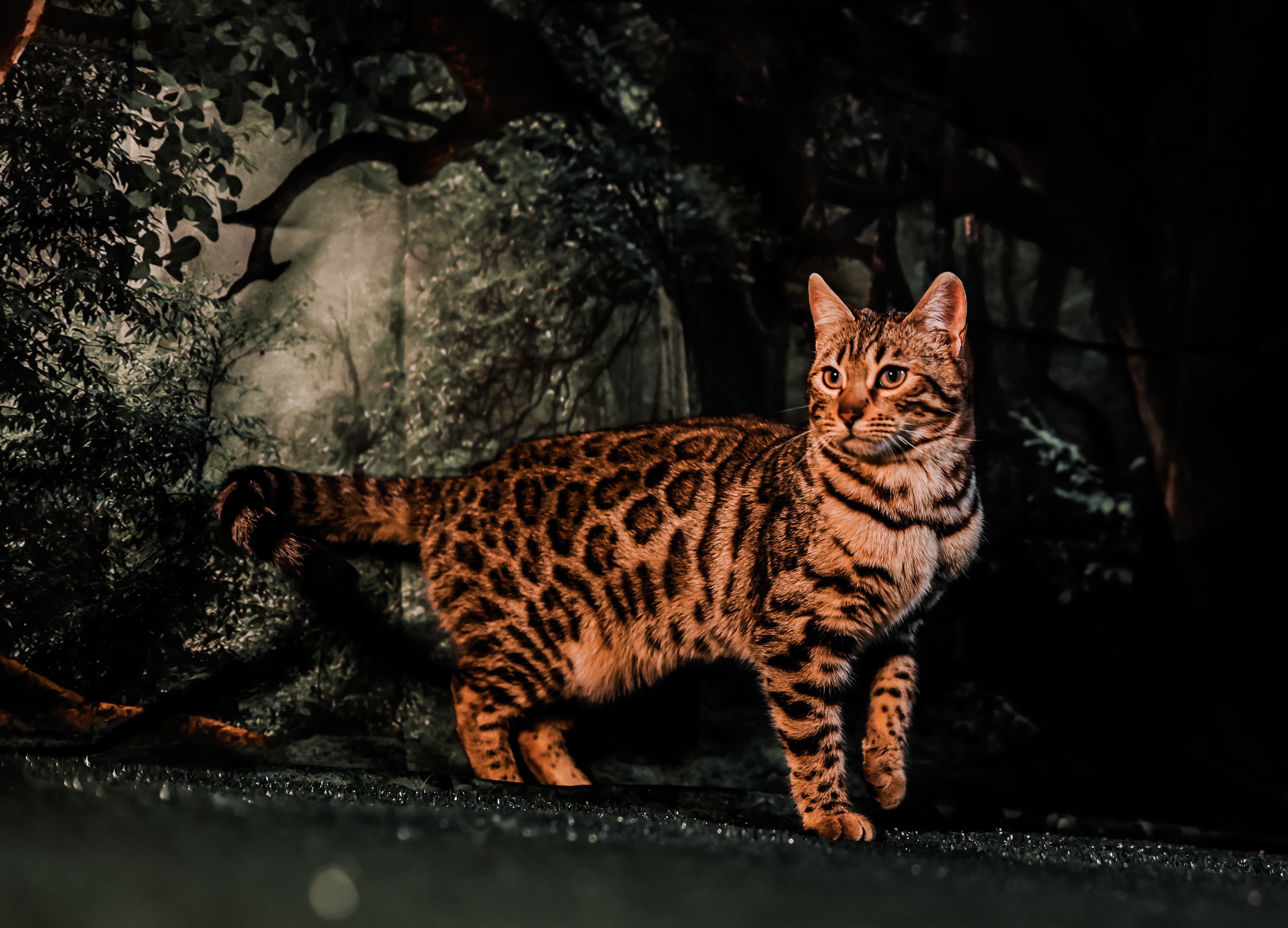 Spotted Bengal cat stands alert in a dark, moody forest with dramatic lighting.